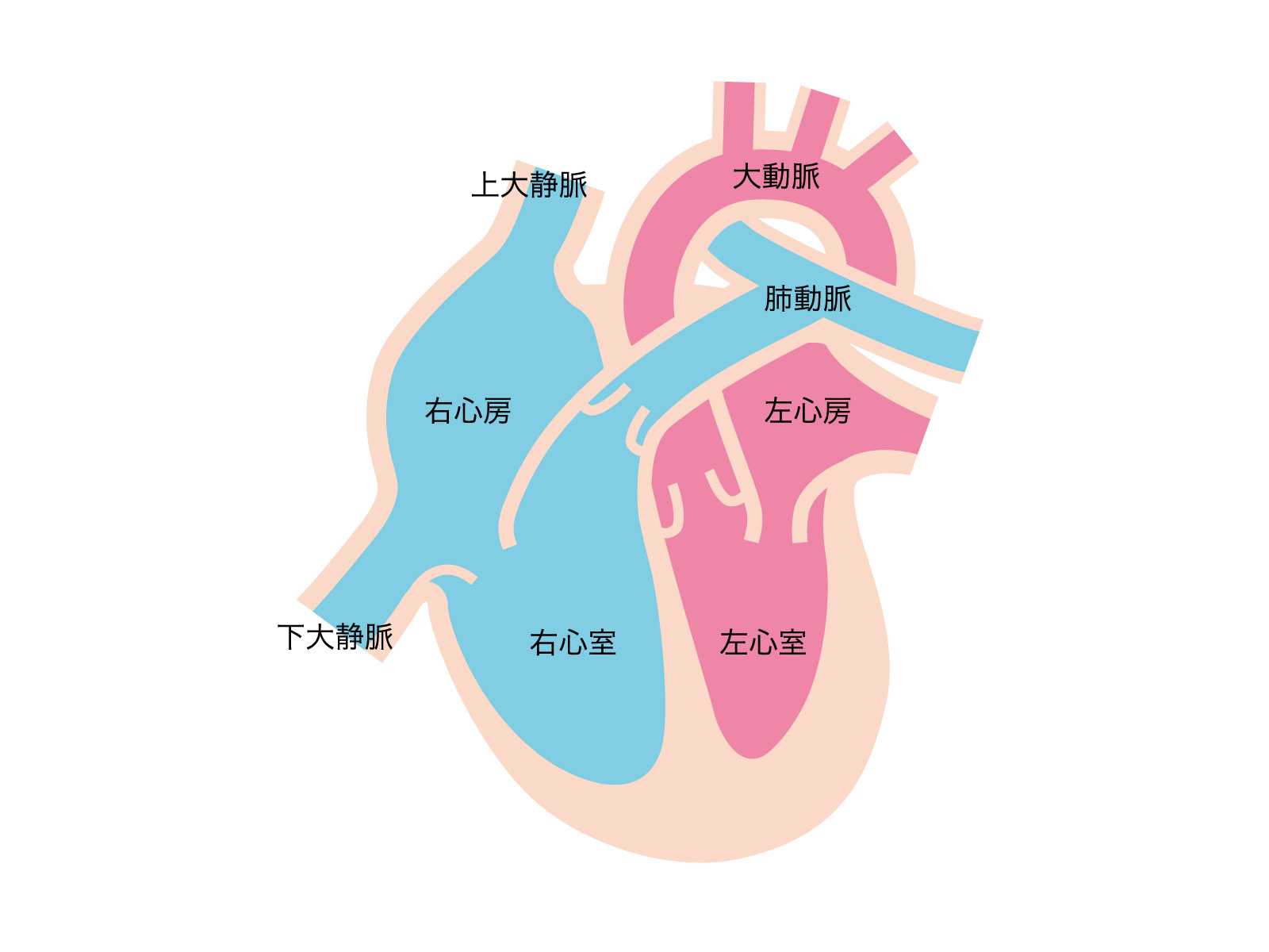 心臓に癌が出来にくい理由