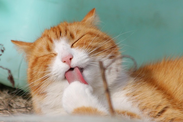猫の癌：初期症状と治療法、予防策