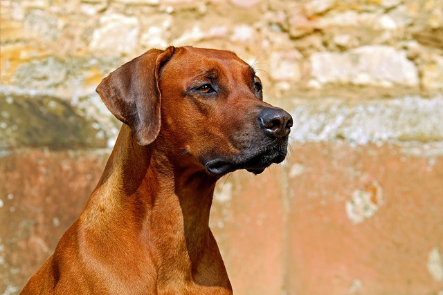 犬に多い癌の種類とその症状・治療法
